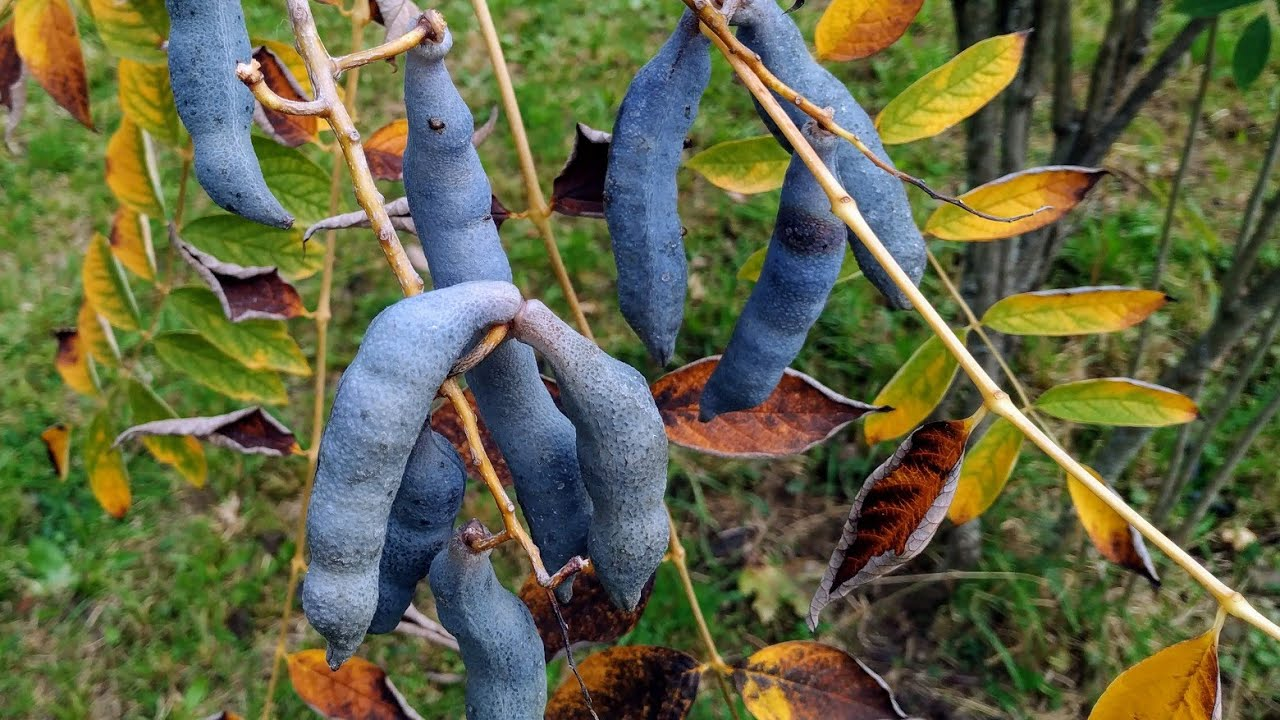 Dead_Mans_Fingers_Fruit