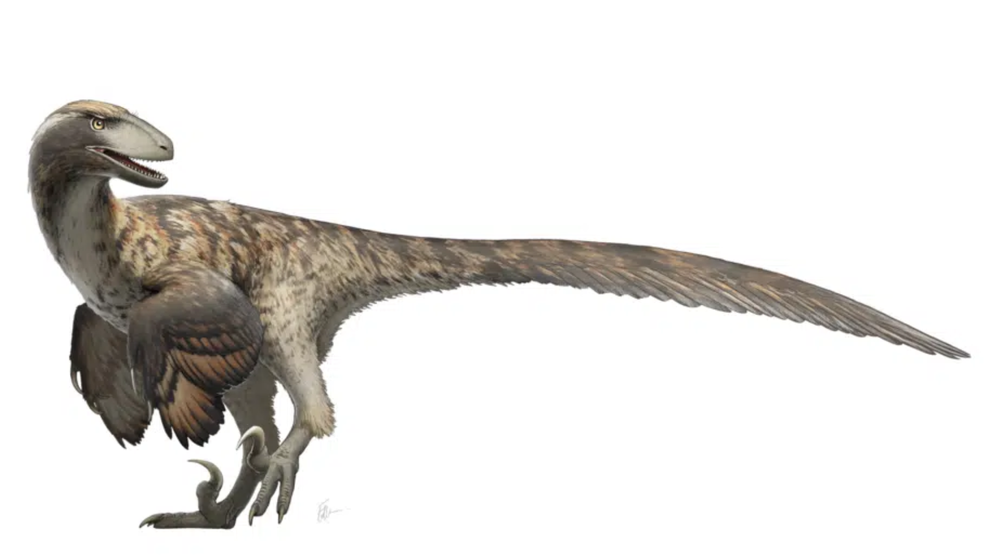 Deinonychus