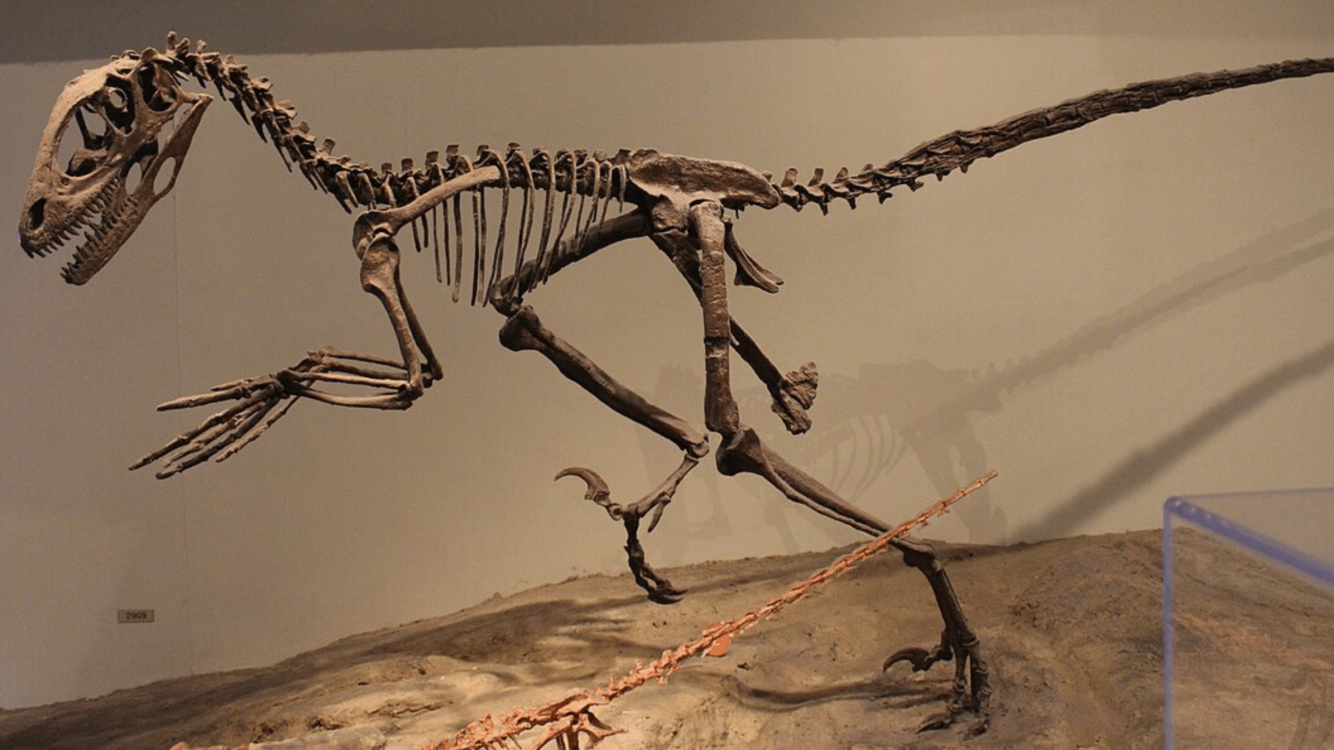 Deinonychus_Antirrhopus