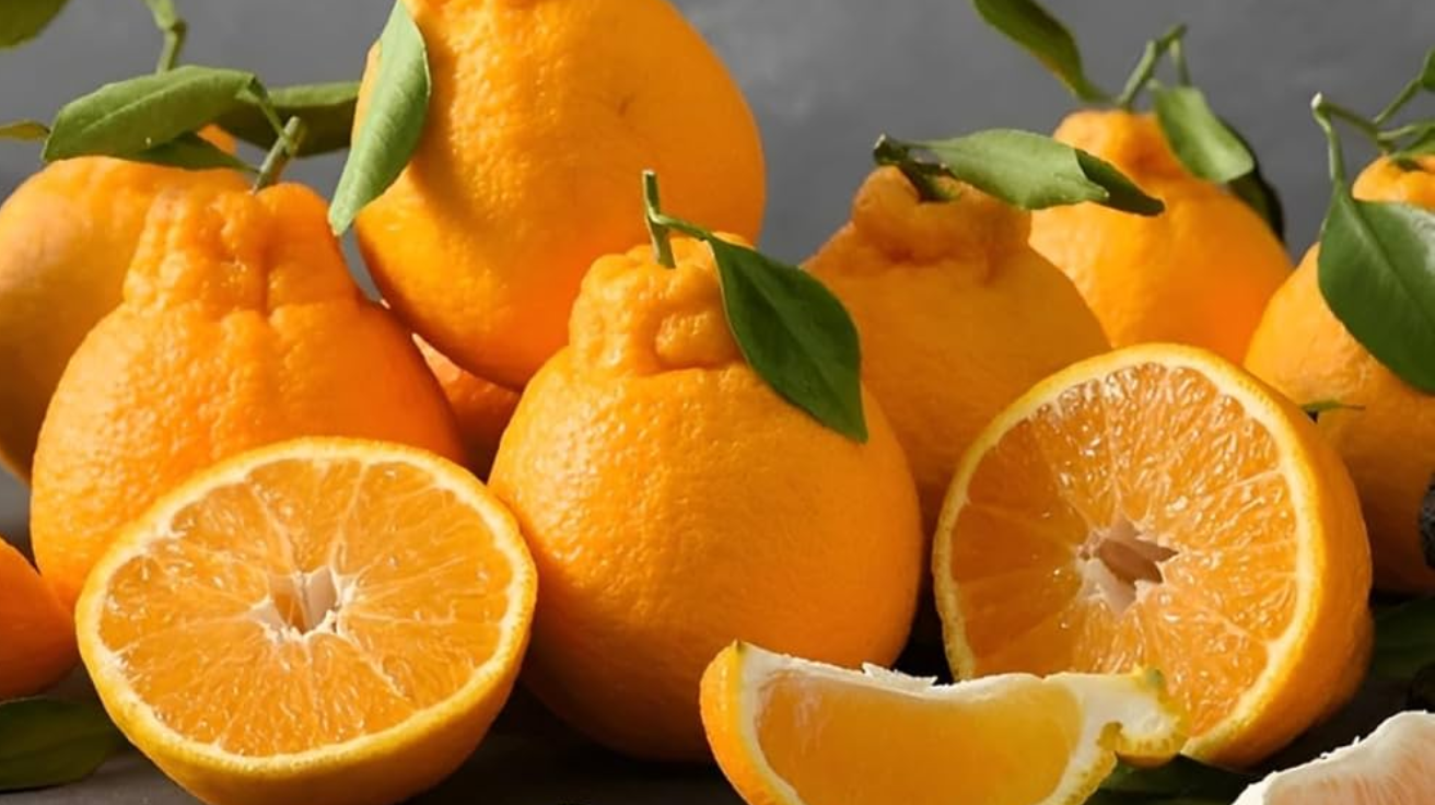 Dekopon_Orange