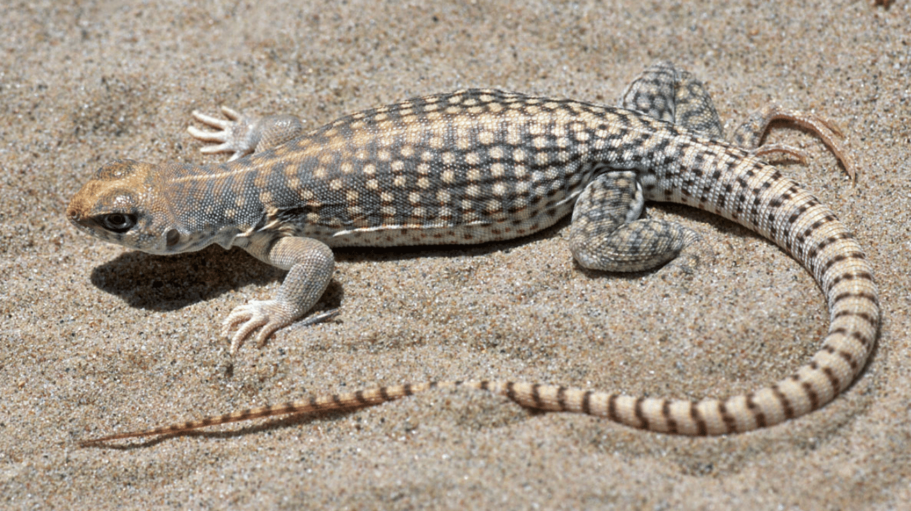 Desert_Iguana