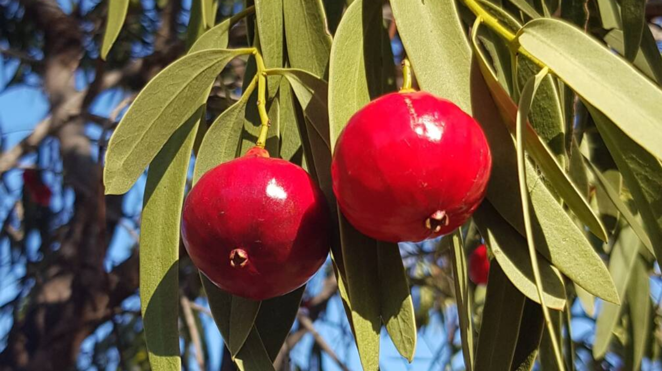 Desert_Quandong