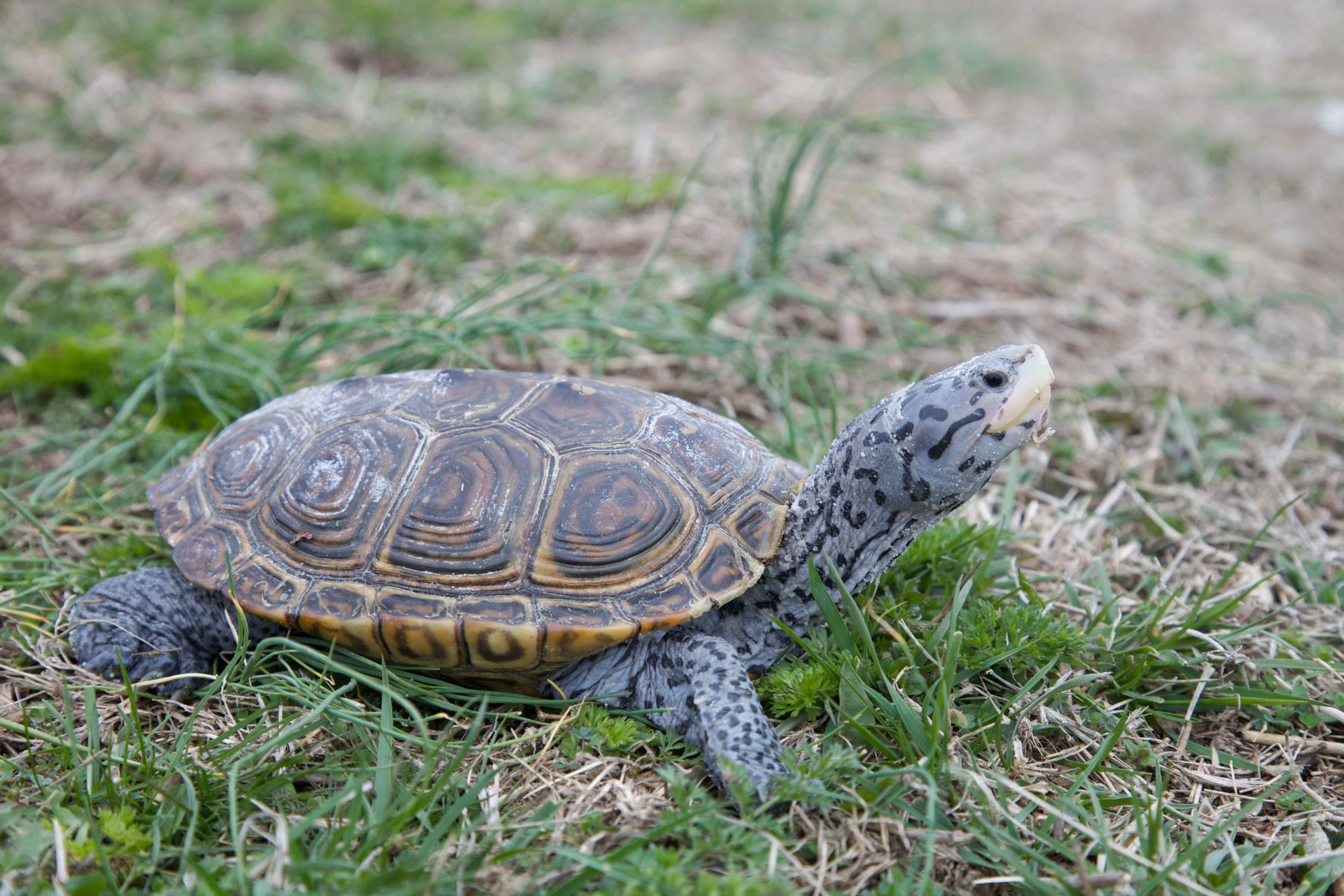 Diamondback_Terrapin