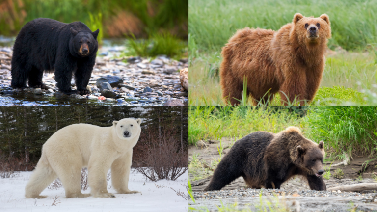 Different Types of Bears: Exploring the World’s Wild Giants