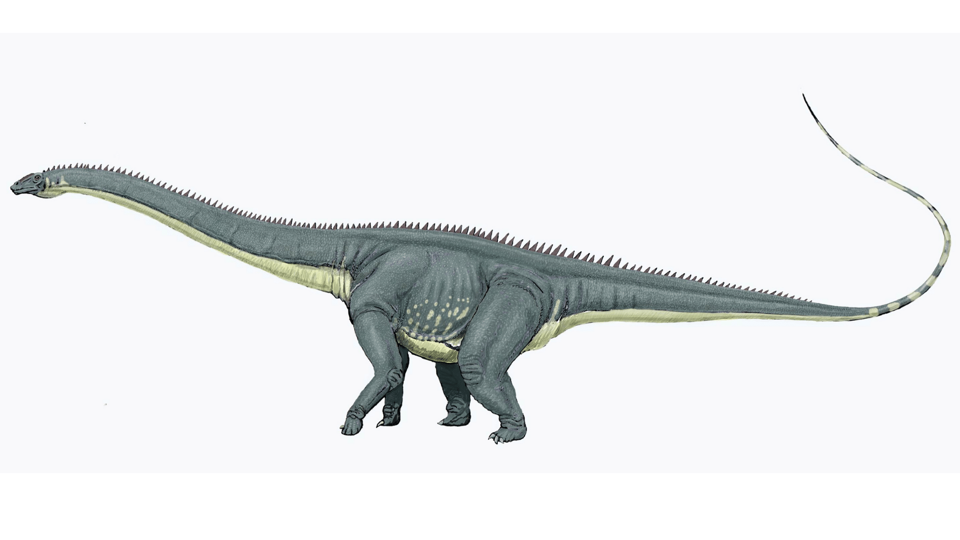 Diplodocus_Carnegii