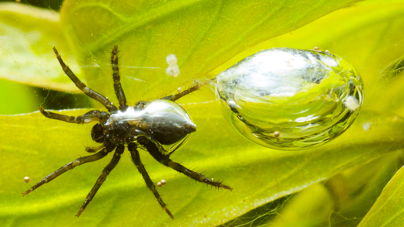 Diving_Bell_Spider