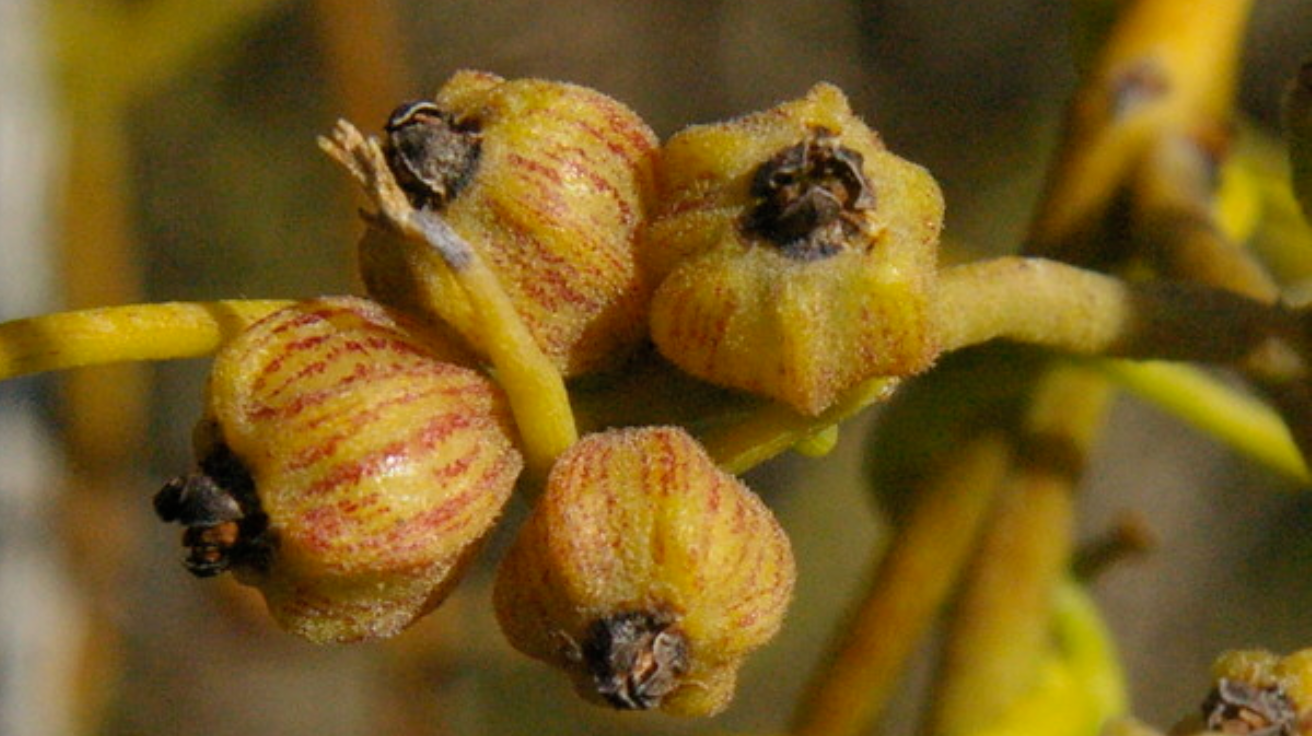 Dodder_Laurel_Fruit