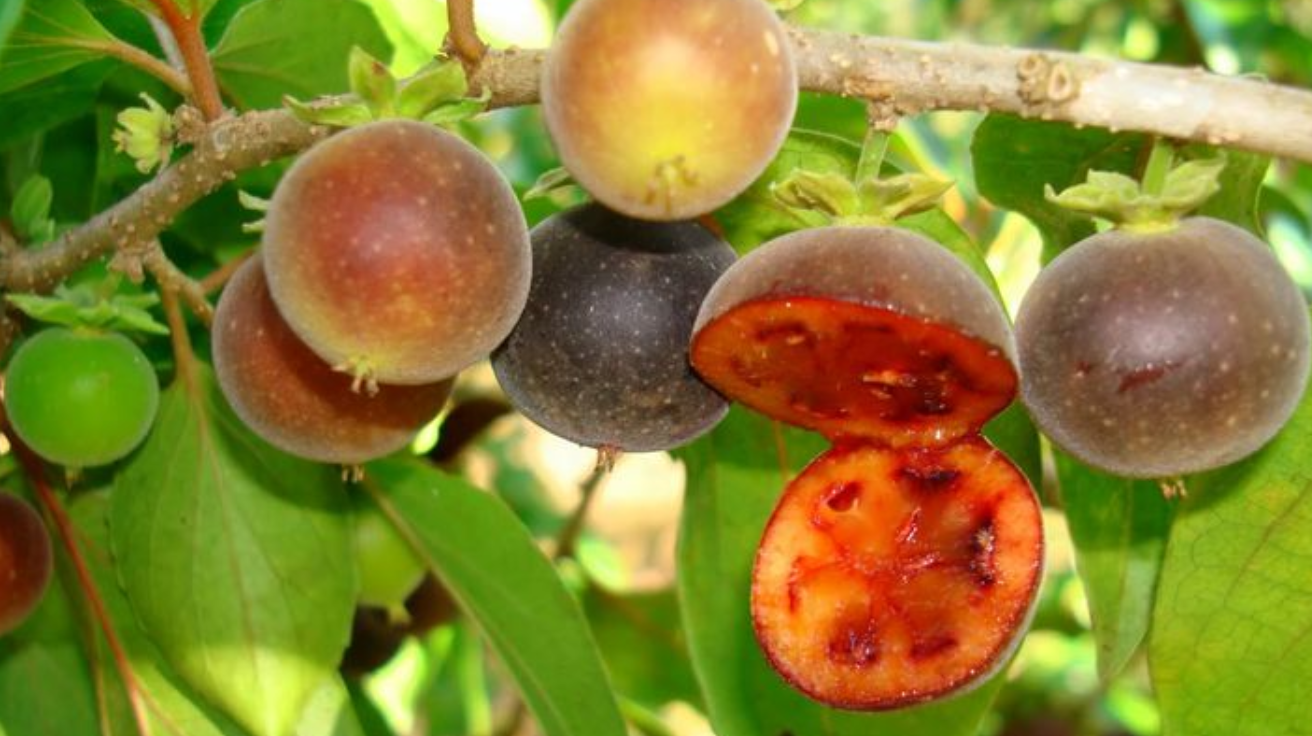 Dovyalis_Hebecarpa_Ceylon_Gooseberry