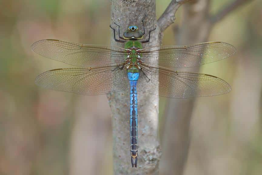 Dragonflies_Green_Darner_Anax_junius