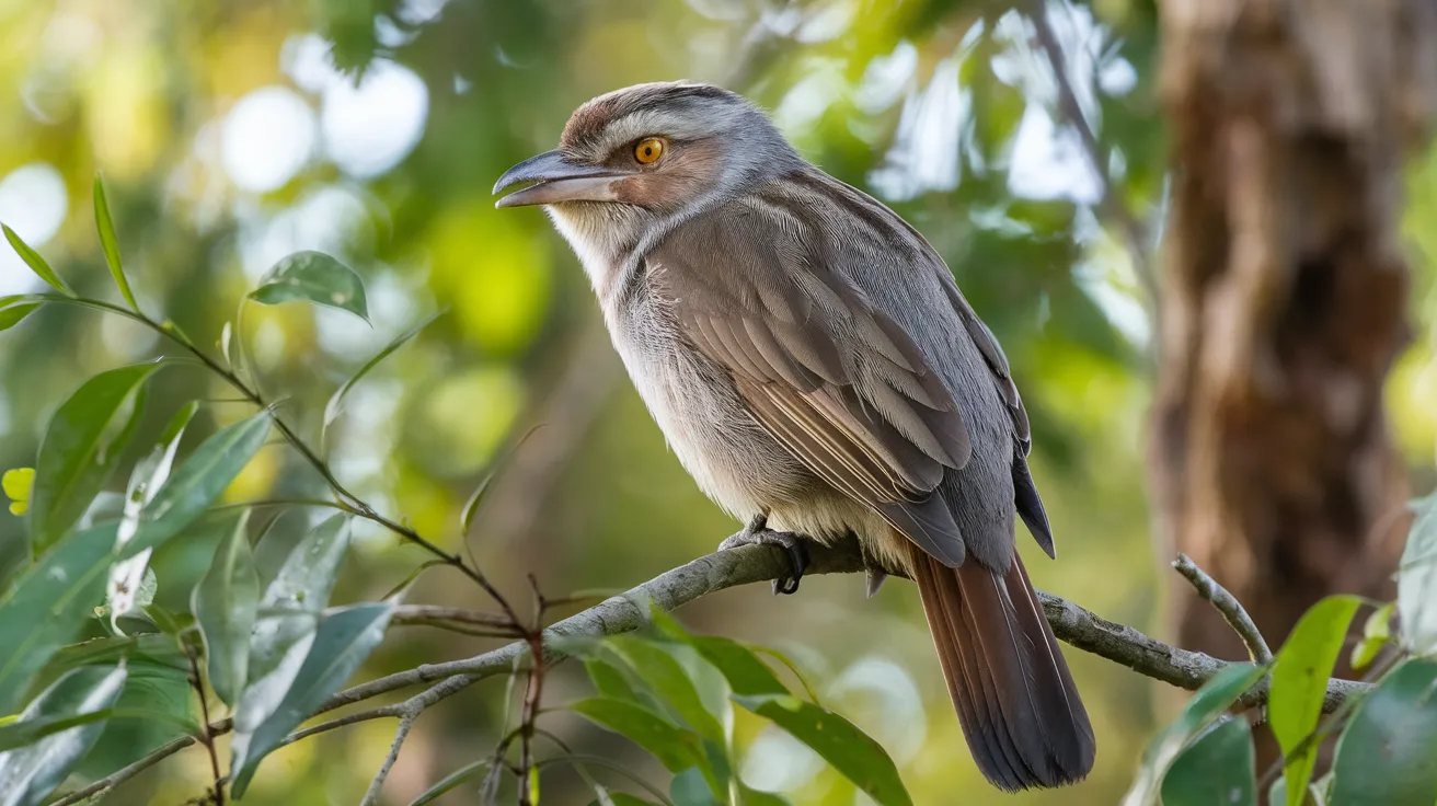 Dulit_Frogmouth