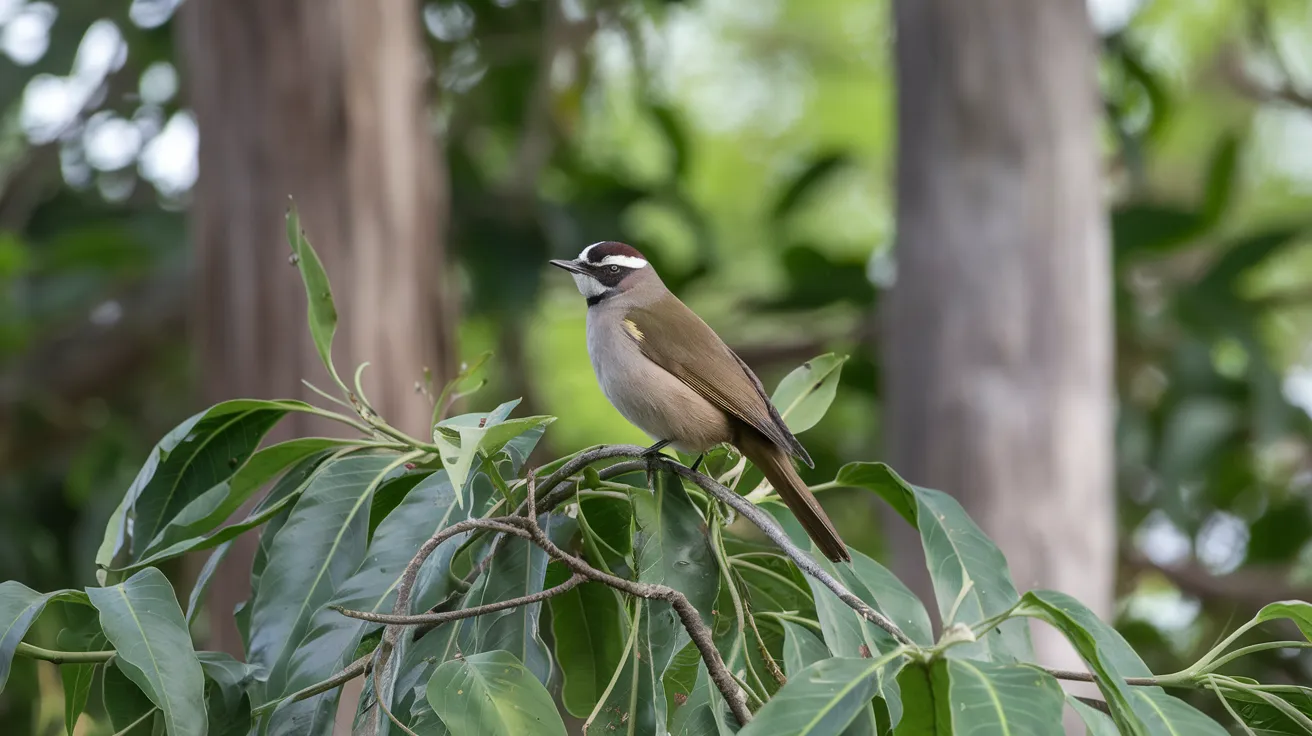 Dusky-cheeked_Foliage-gleaner