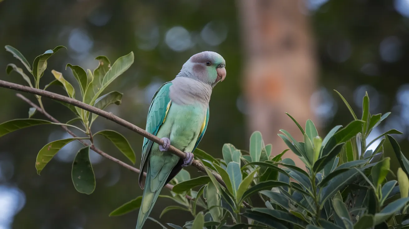 Dusky-headed_Parakeet