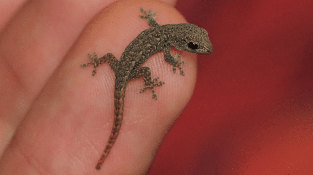 Dwarf_Gecko