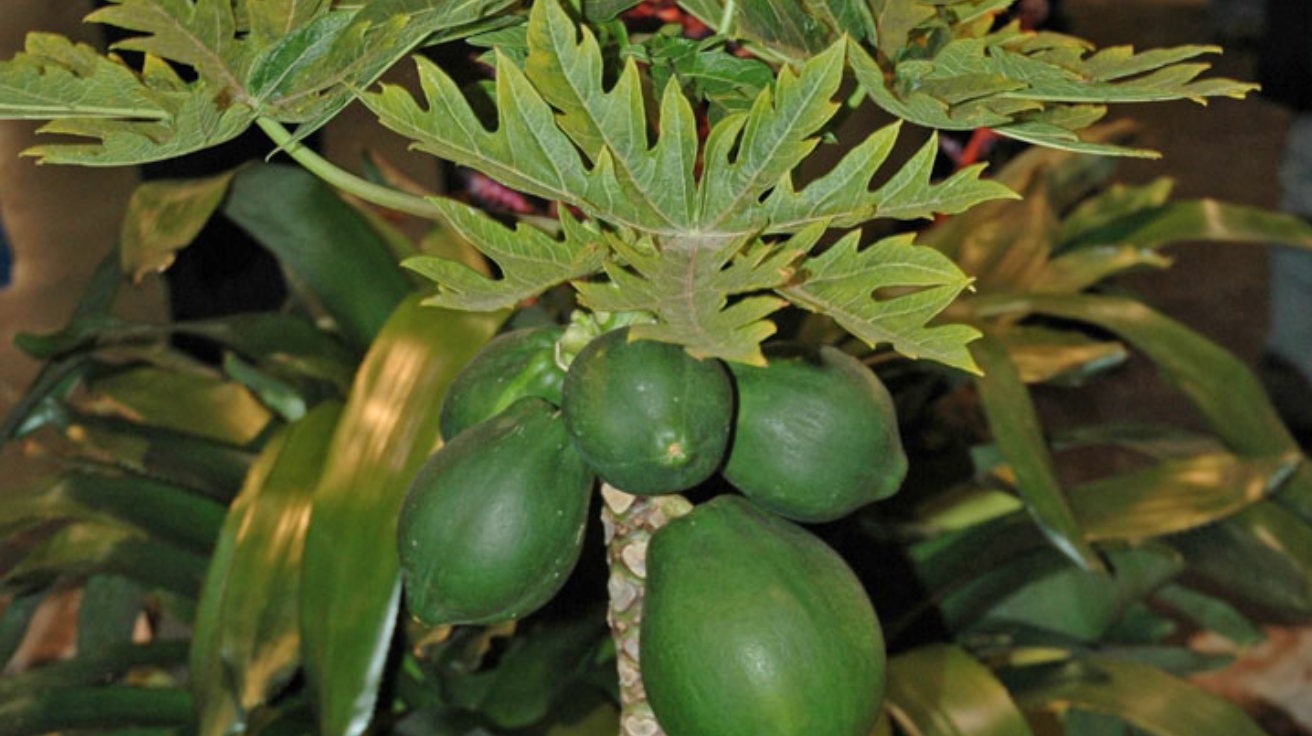 Dwarf_Papaya