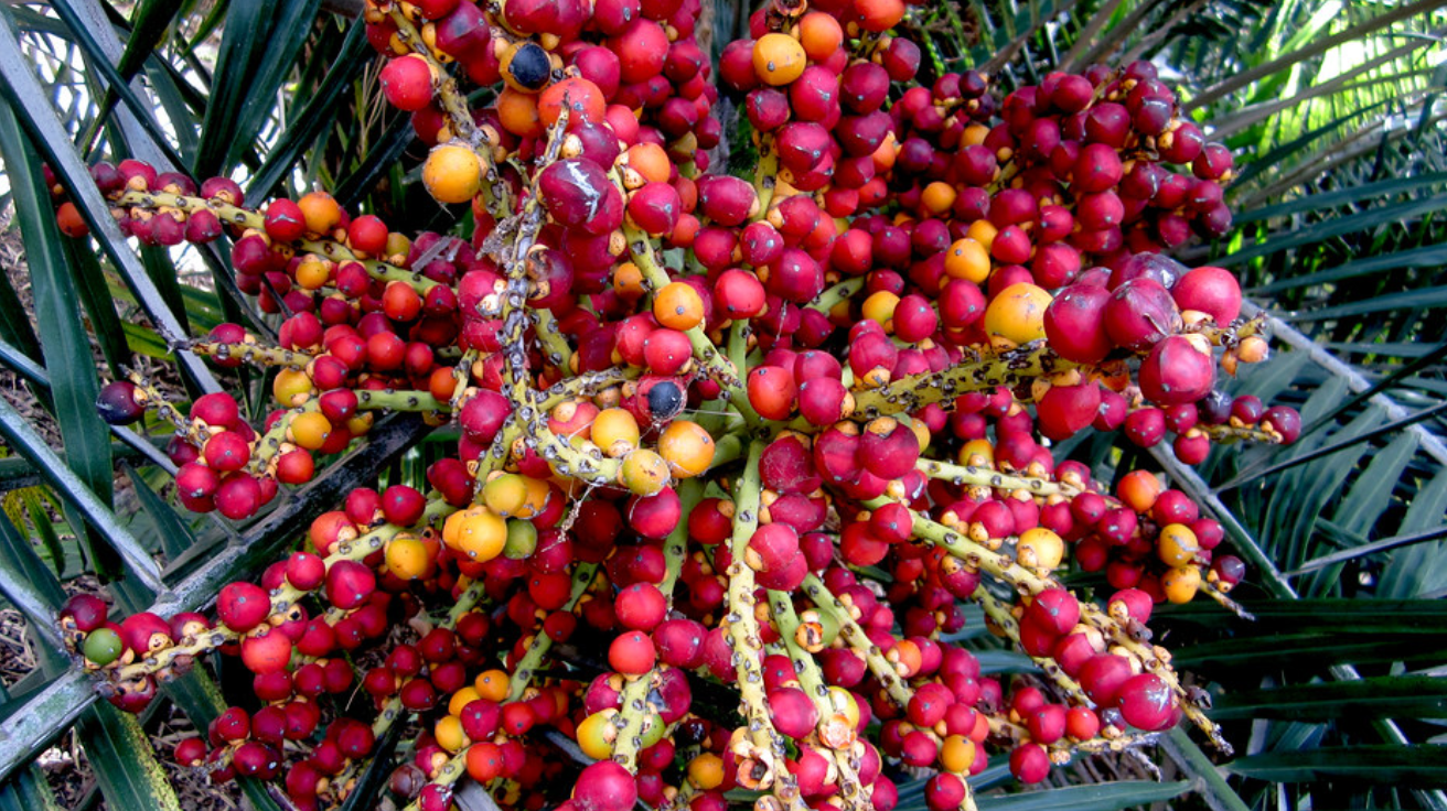 Dwarf_Sugar_Palm_Fruit