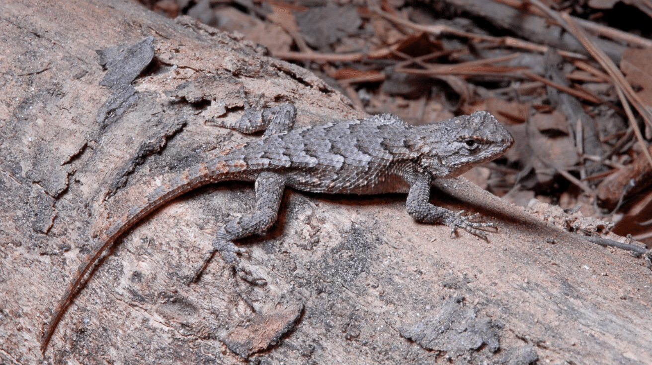 Eastern_Fence_Lizard