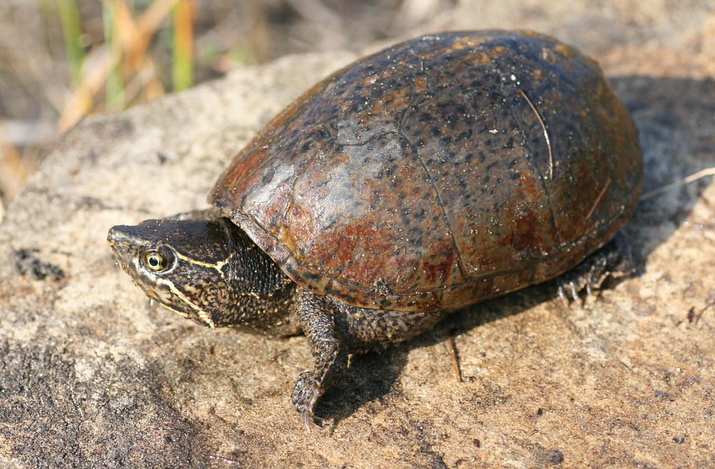 Eastern_Musk_Turtle