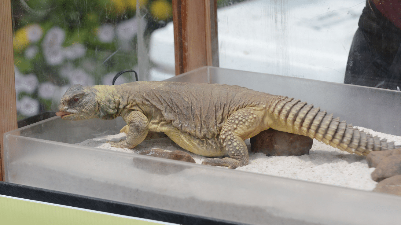 Egyptian_Uromastyx