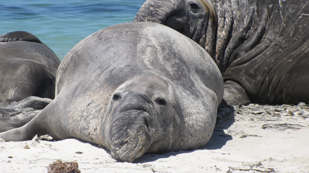 Elephant_Seal