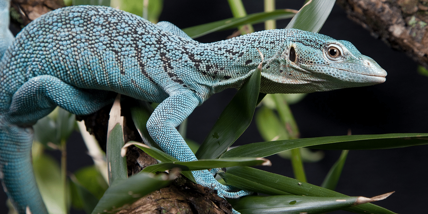 Emerald_Tree_Monitor