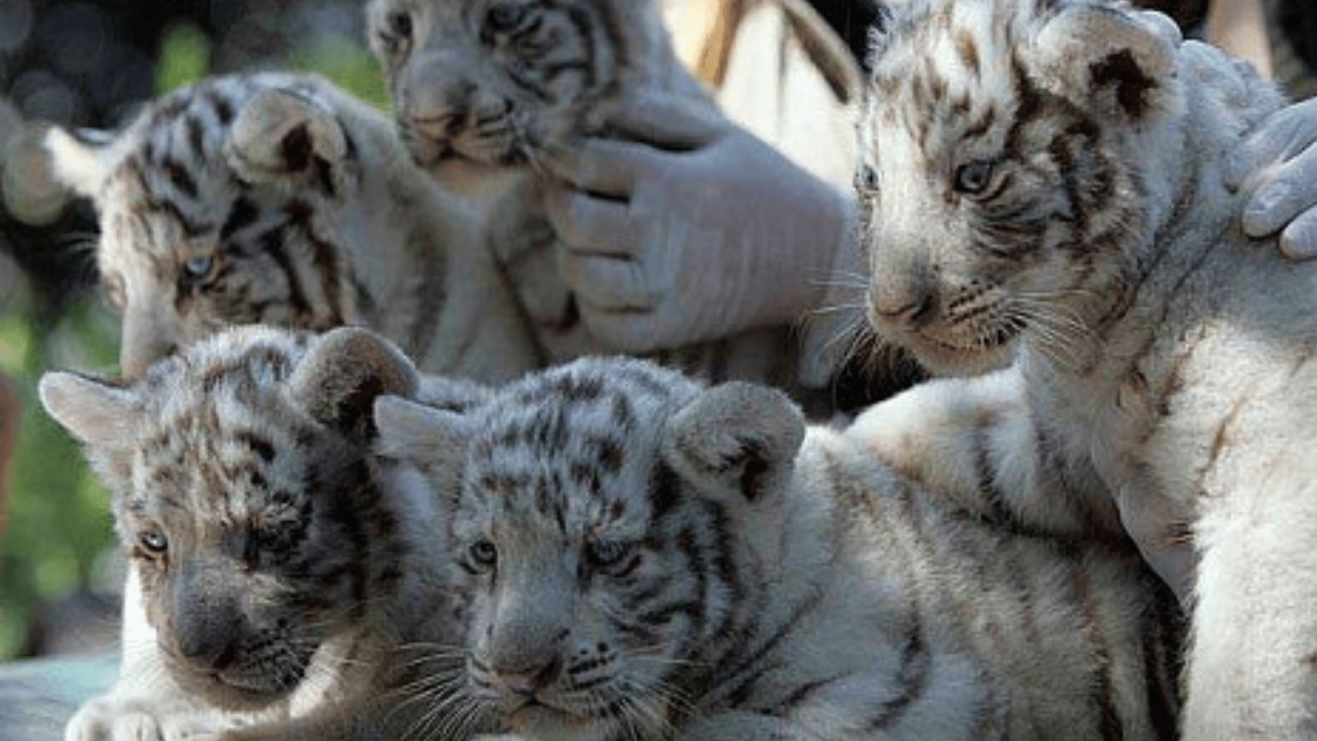 Endangered_Status_of_White_Tigers