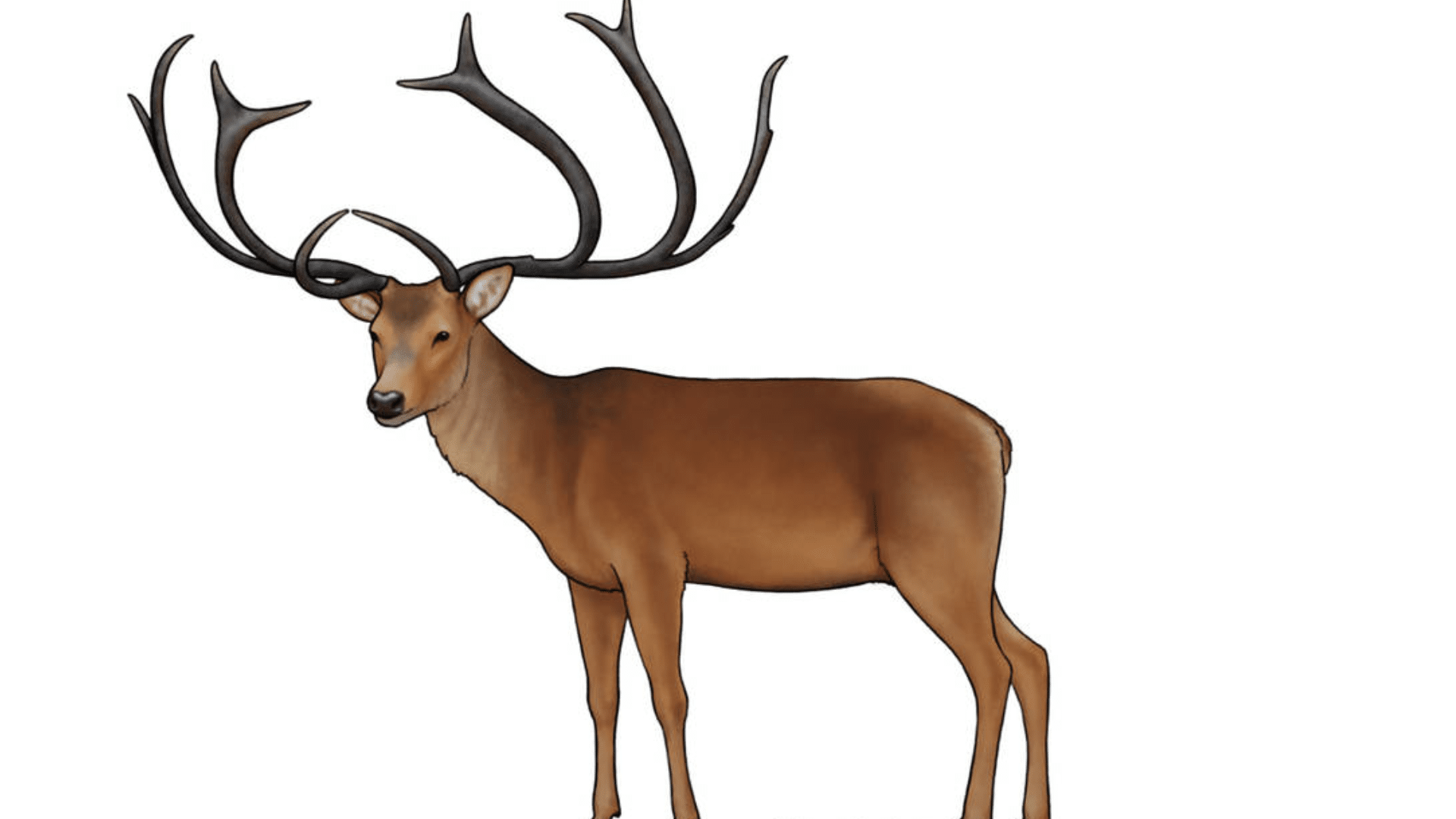 Eucladoceros_ctenoides