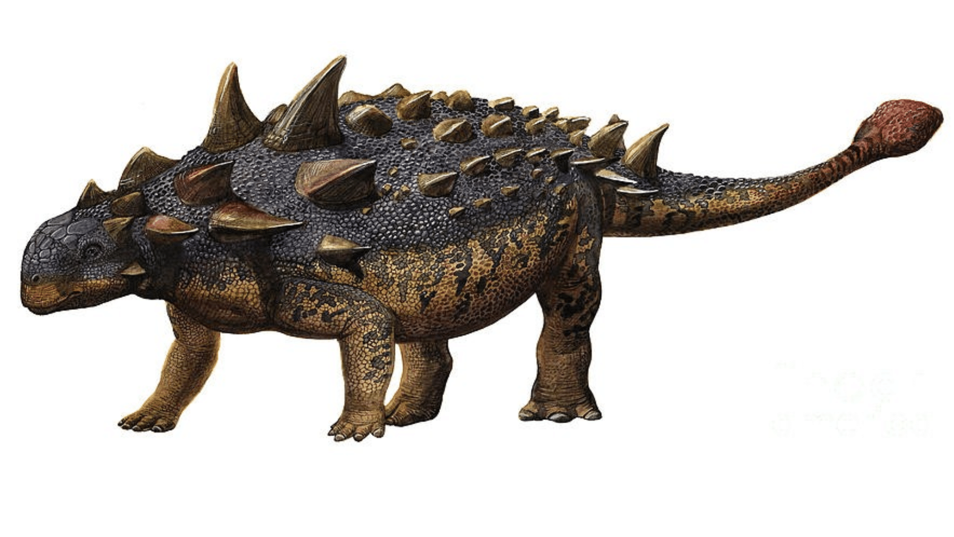 Euoplocephalus_Tutus