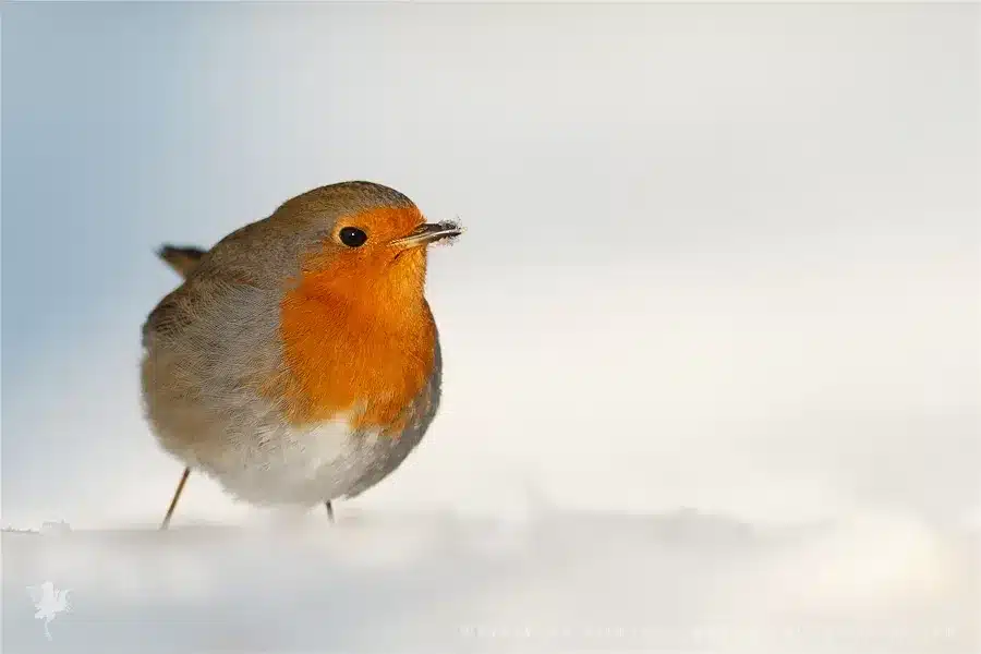 European_Robin_Erithacus_rubecula