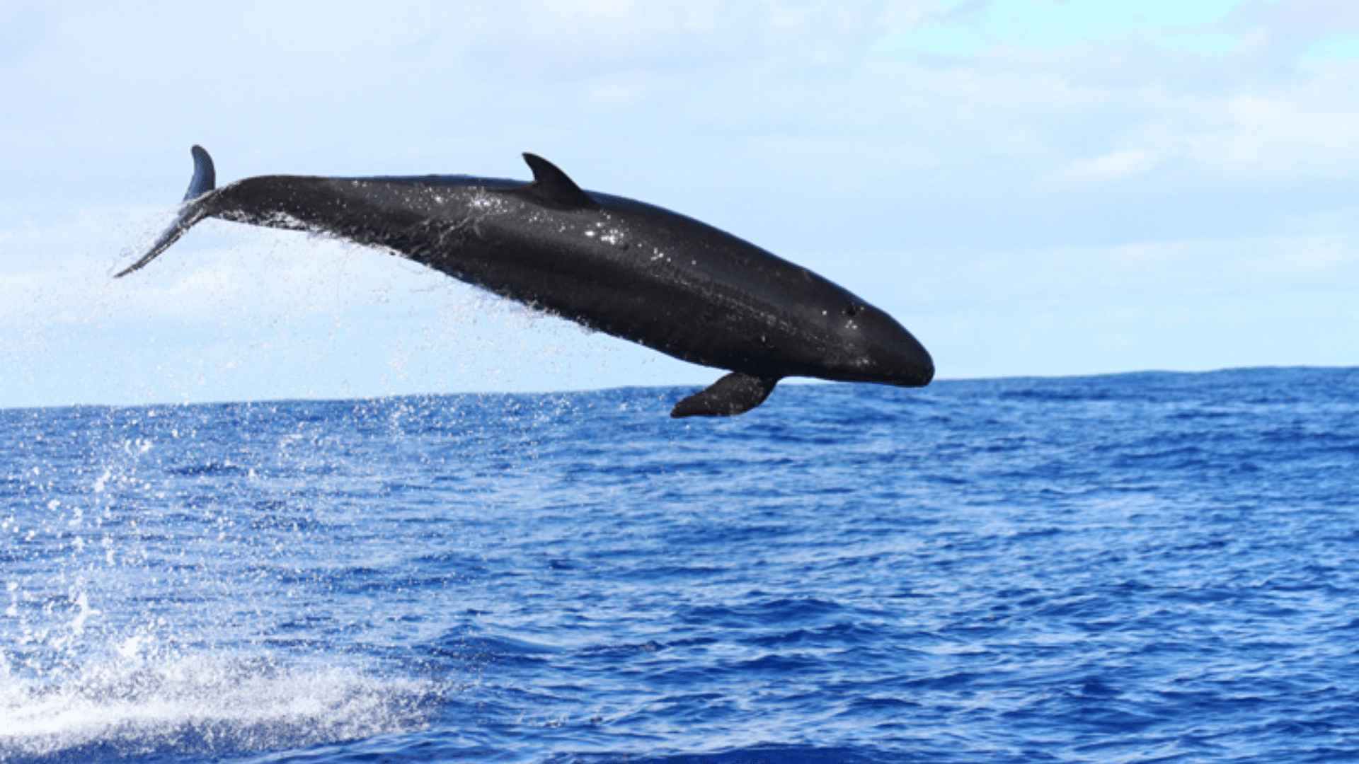 False_Killer_Whale