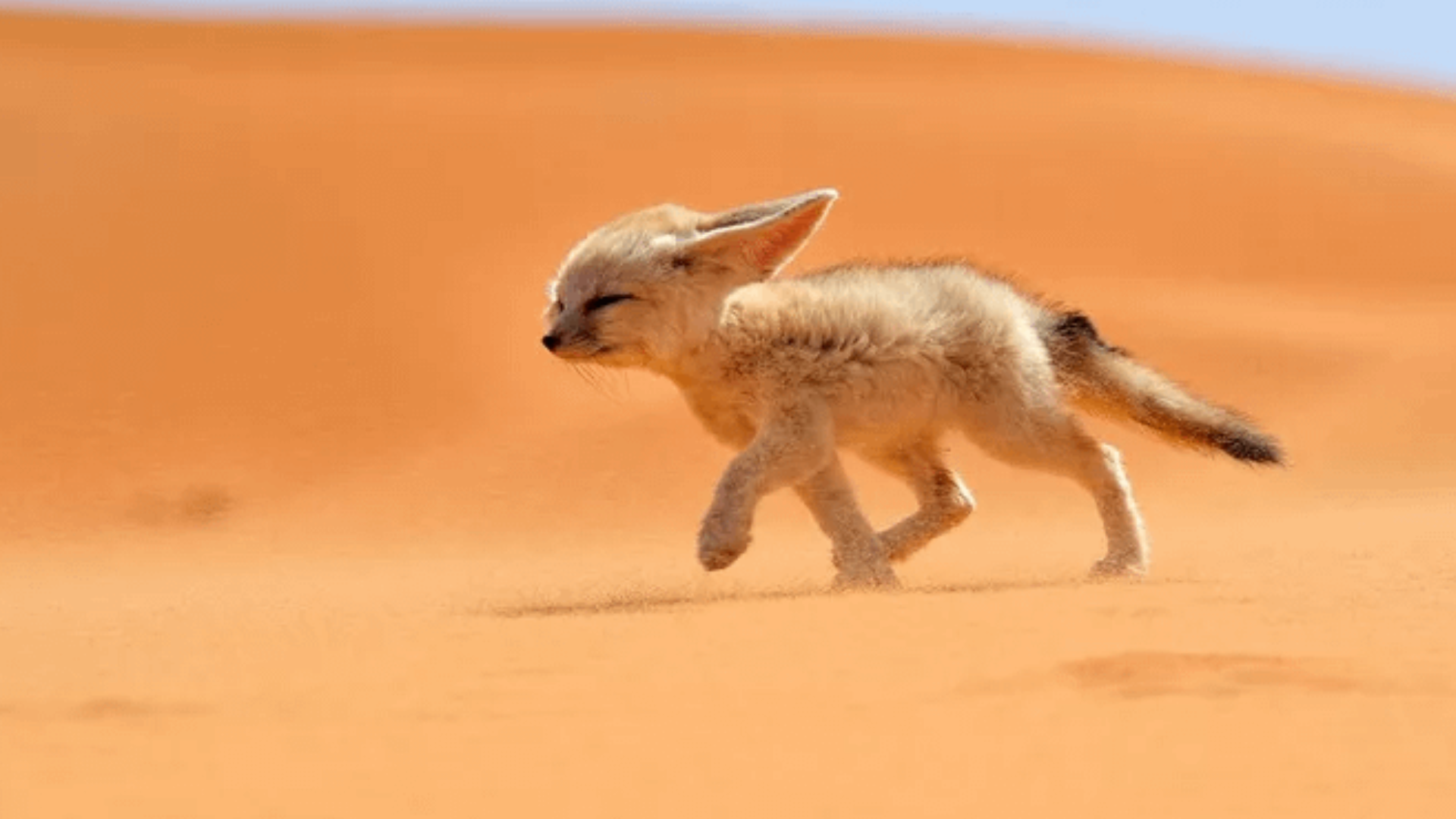 Fennec_Fox