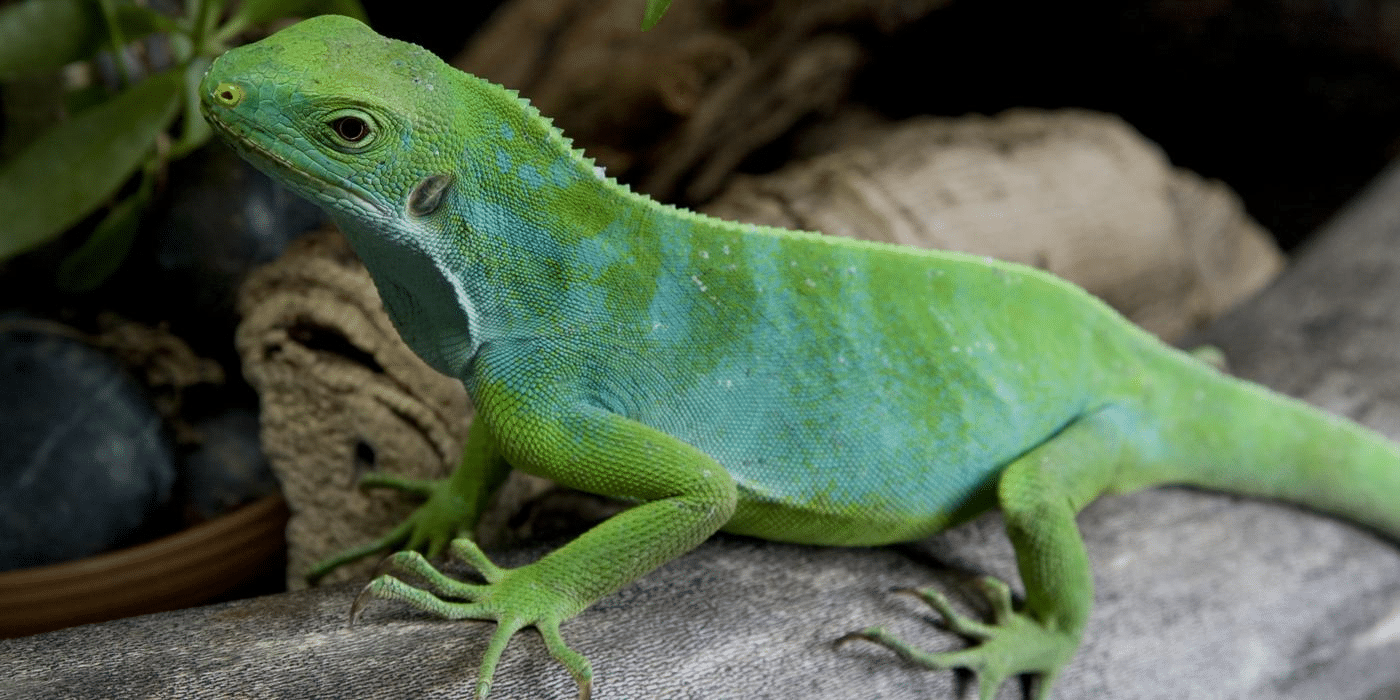 Fiji_Banded_Iguana