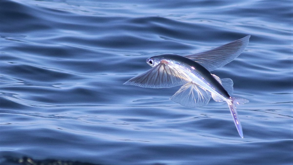 Flying_Fish