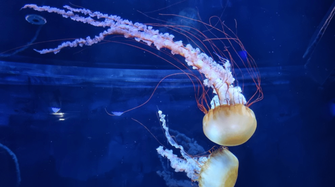 Freshwater_Jellyfish