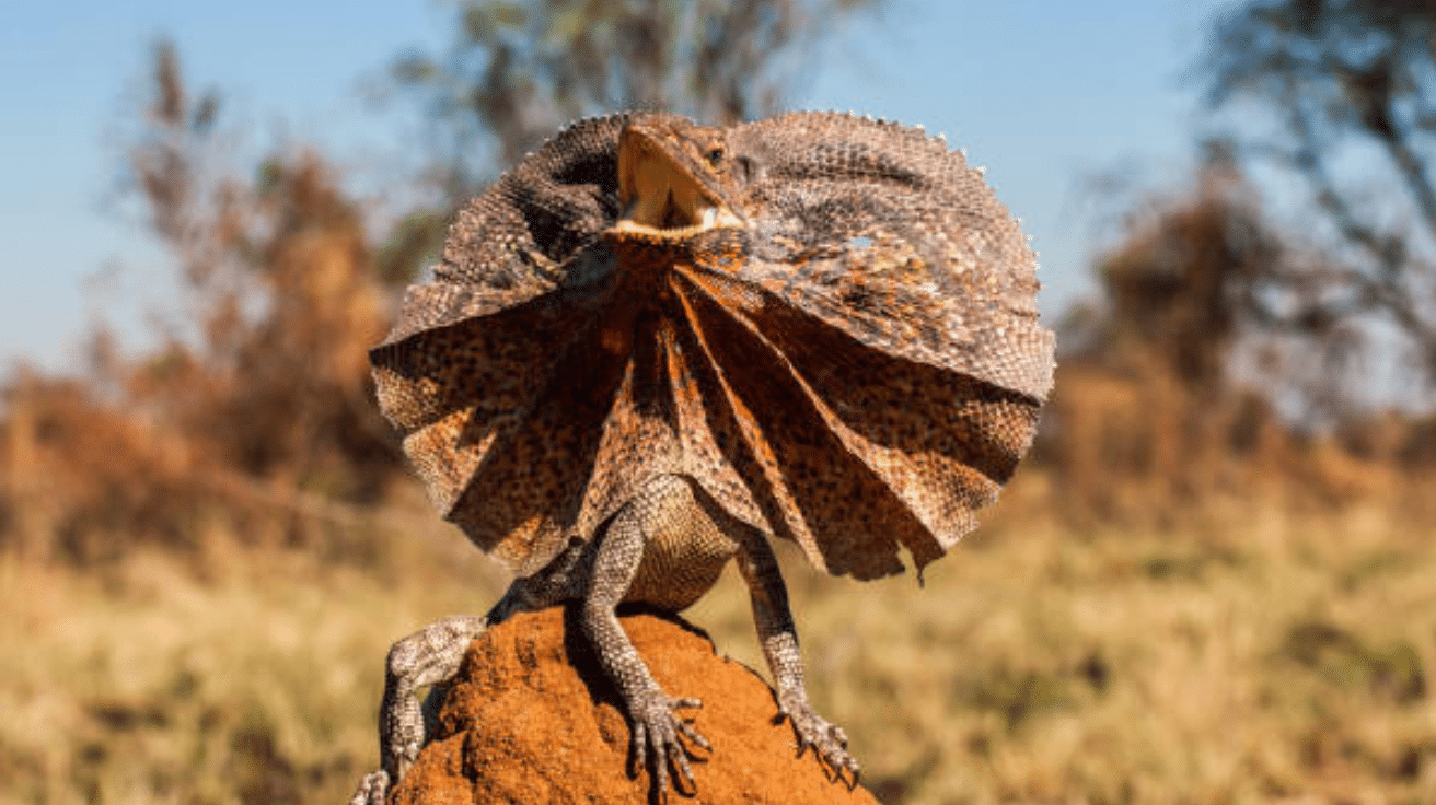 Frilled_Lizard