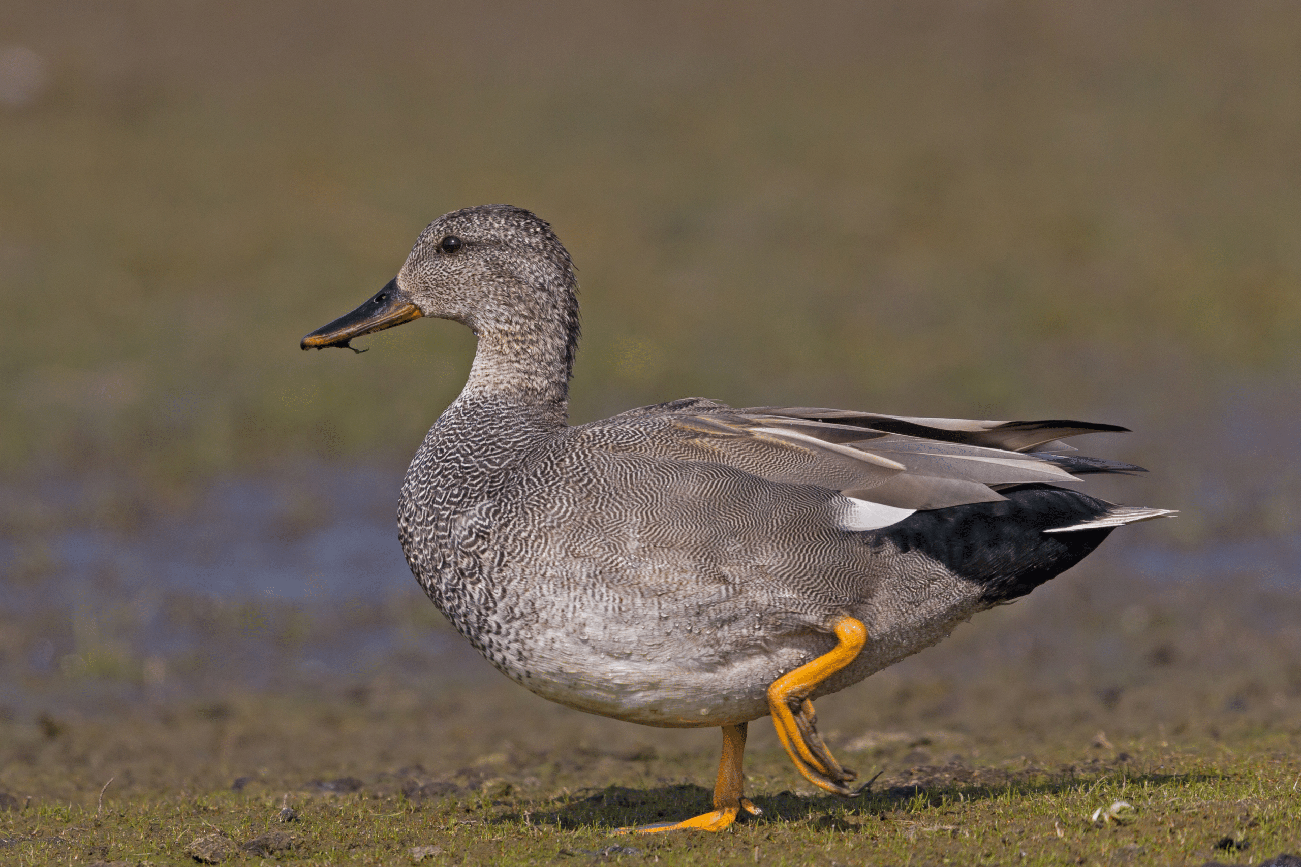 Gadwall