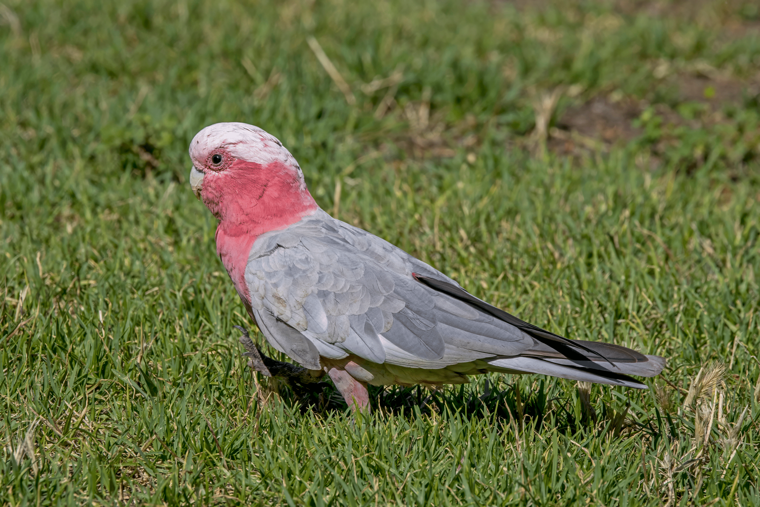 Galah