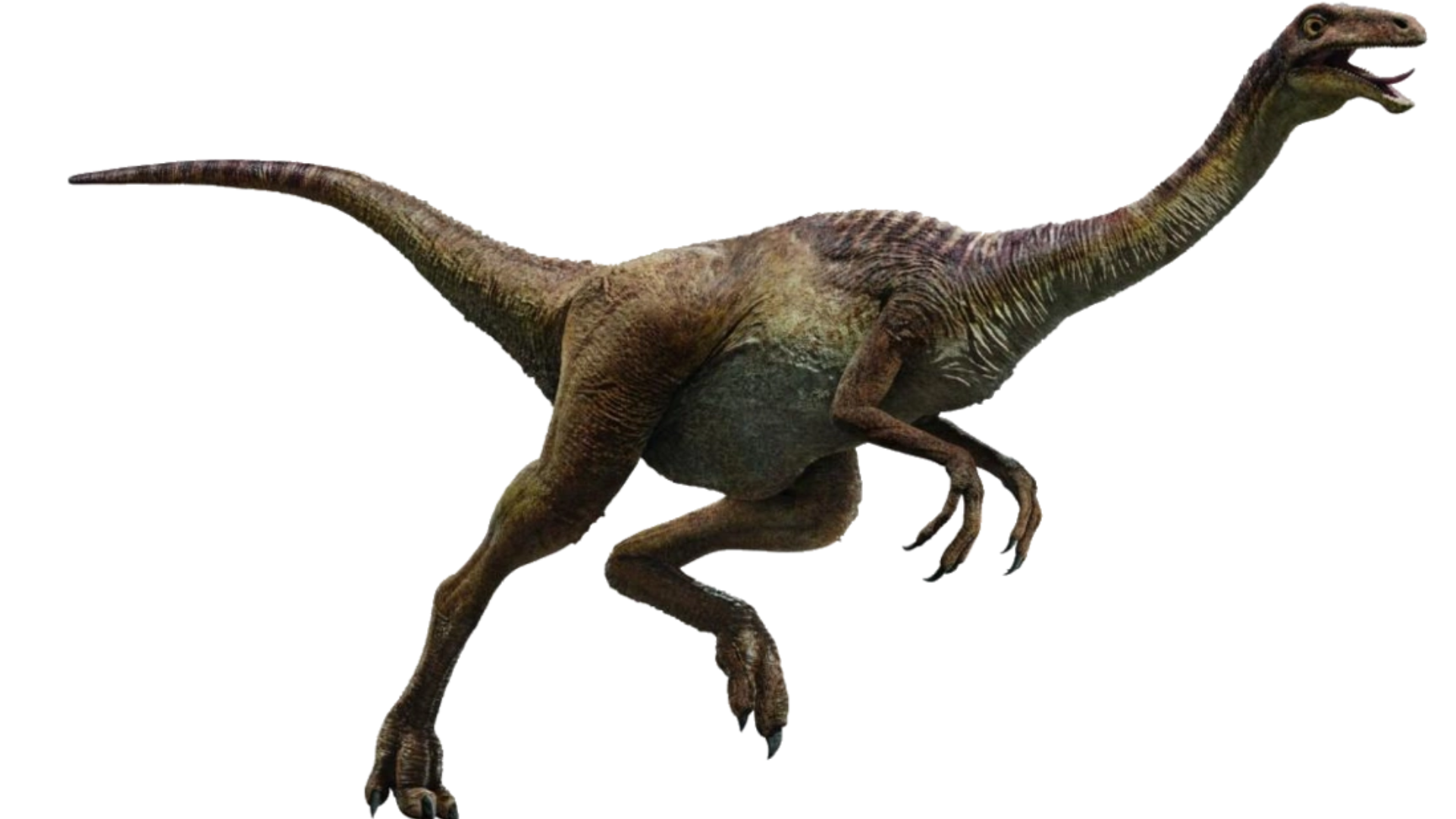 Gallimimus