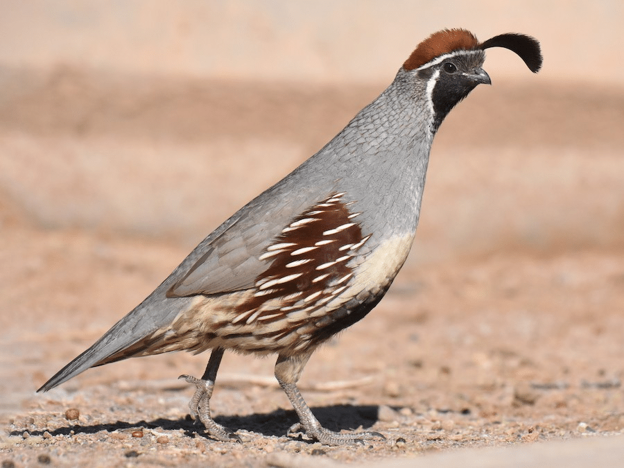 Gambels_Quail