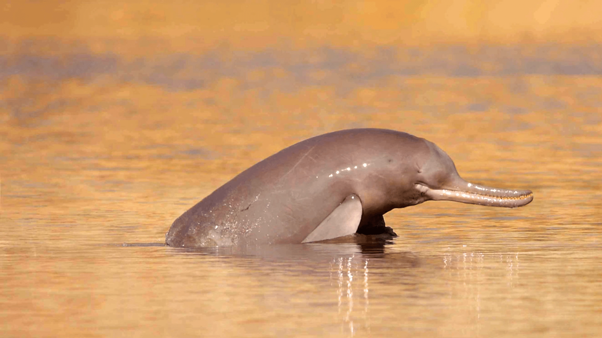 Ganges_River_Dolphin