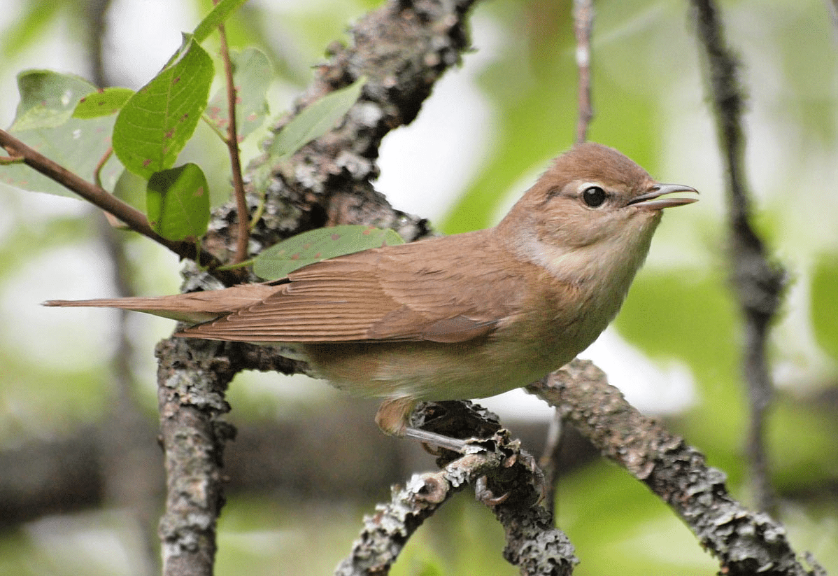 Garden_Warbler