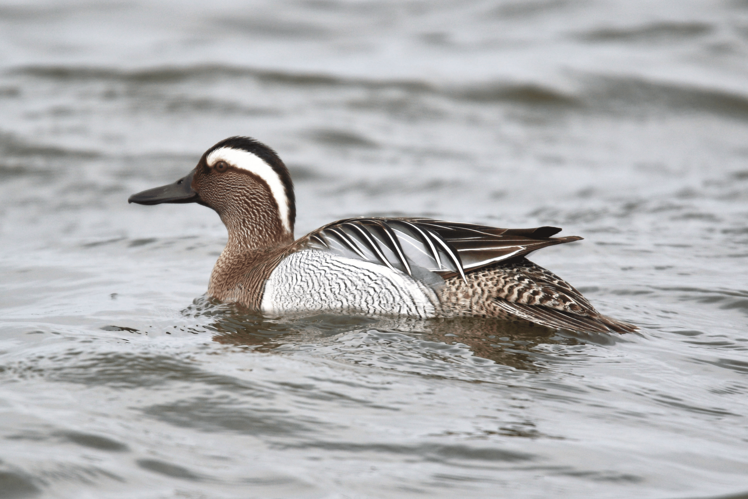 Garganey