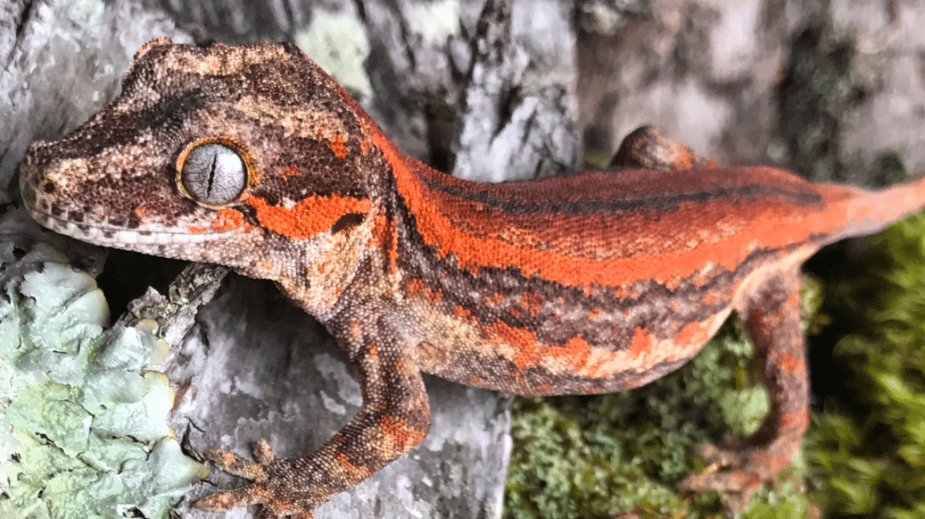 Gargoyle_Gecko