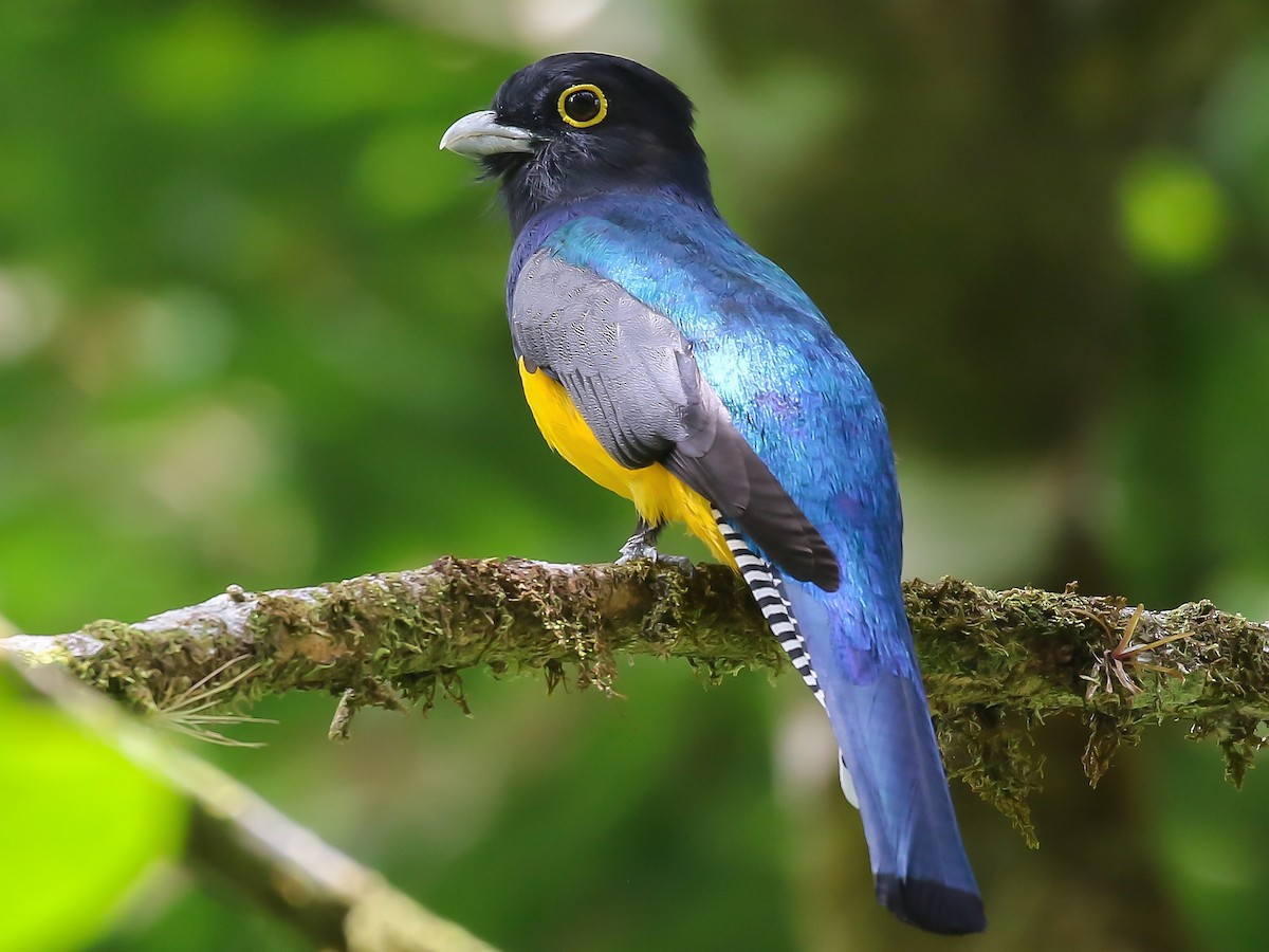 Gartered_Trogon