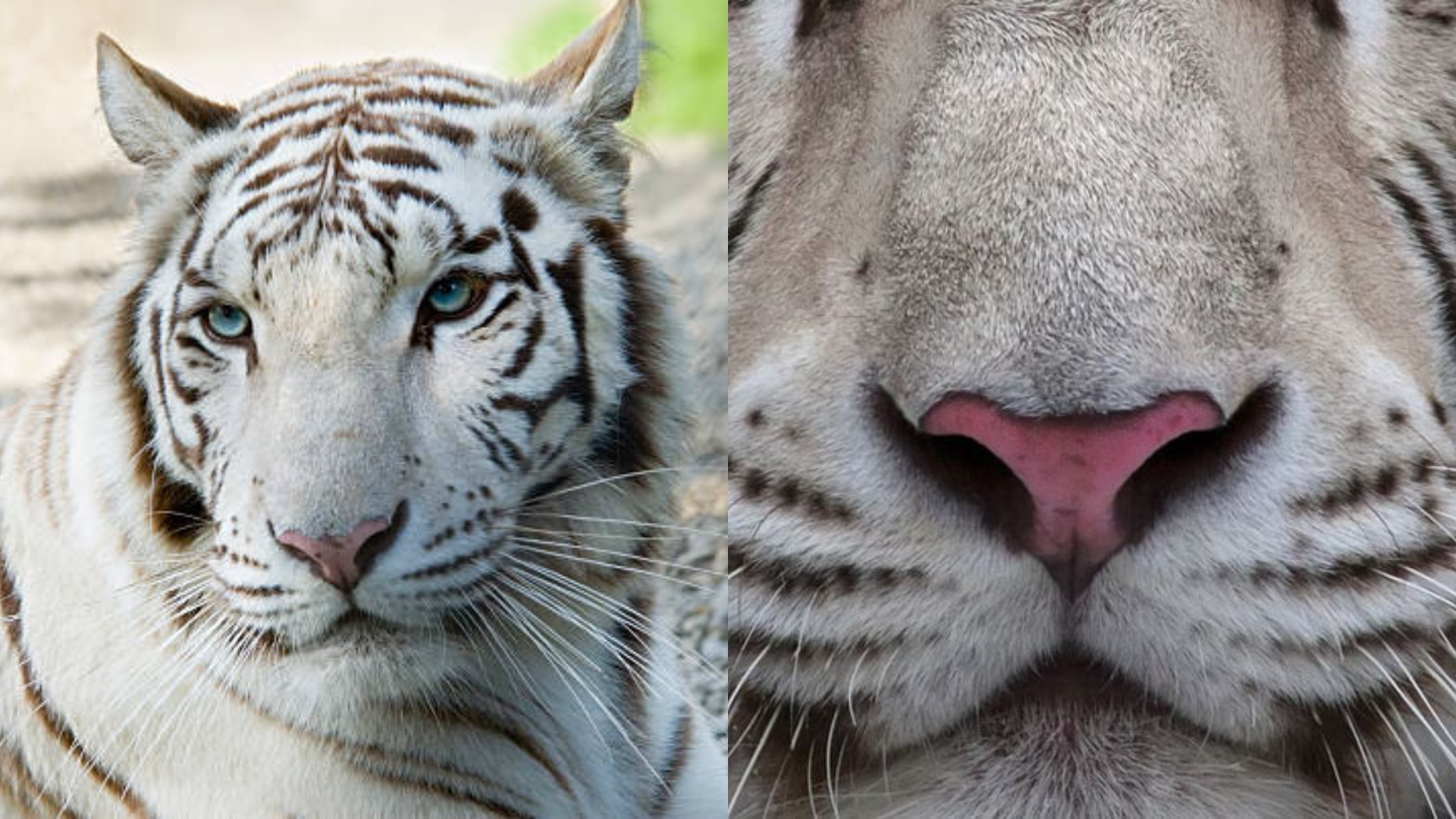 Genetics__Biology_Facts_About_White_Tigers_and_Their_Unique_DNA