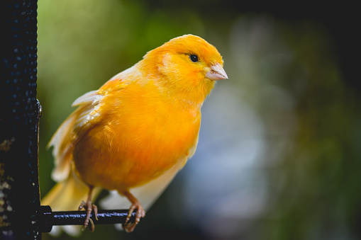 German_Roller_Canary