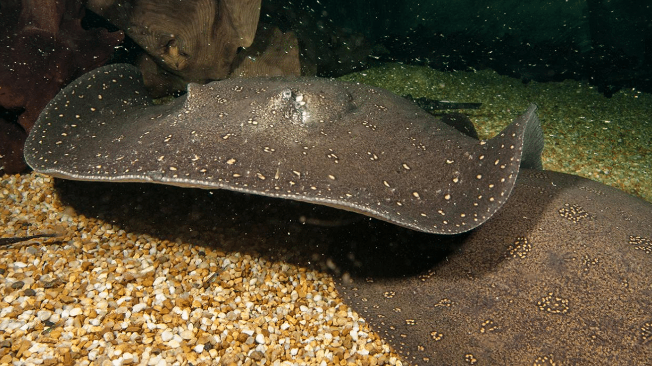 Giant_Freshwater_Stingray