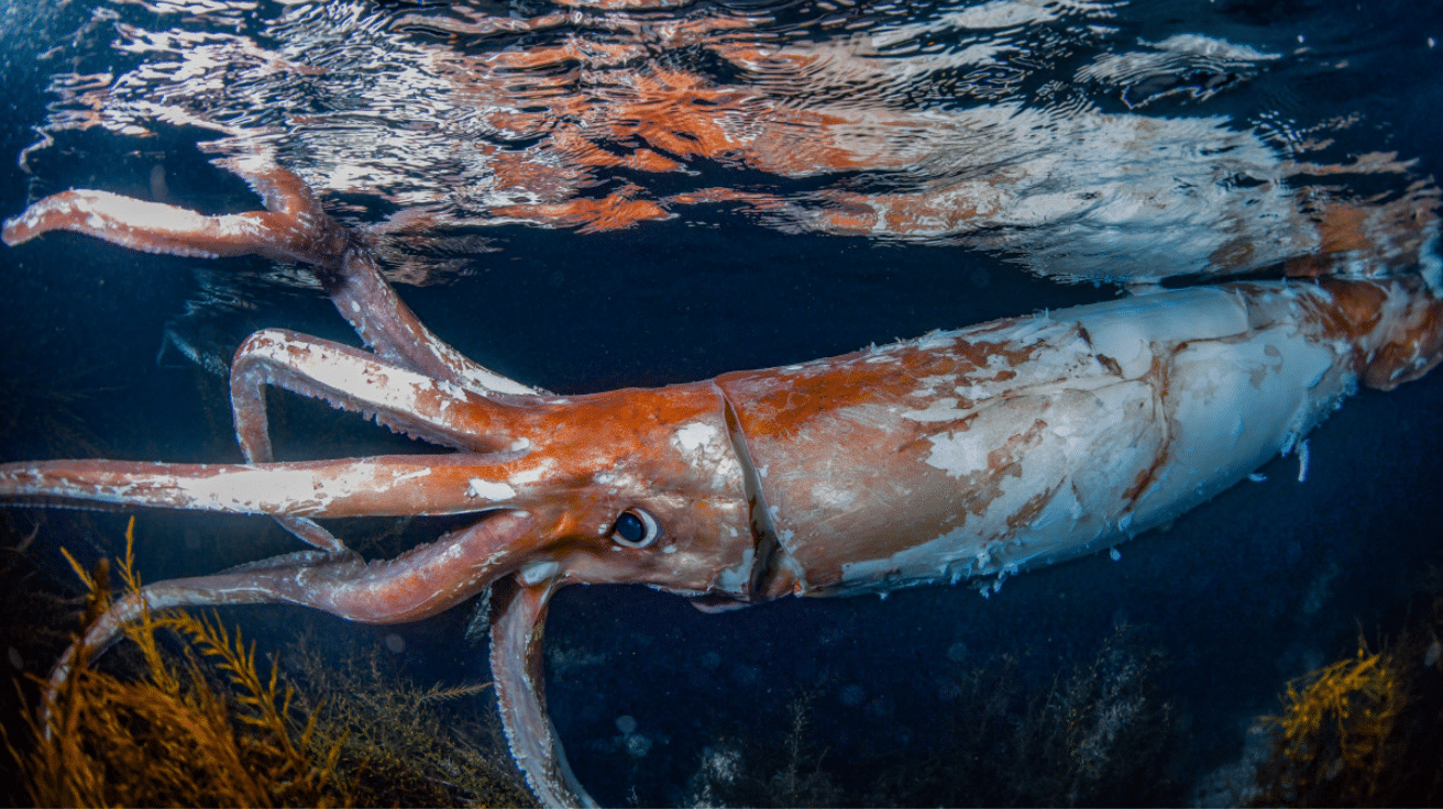 Giant_Squid