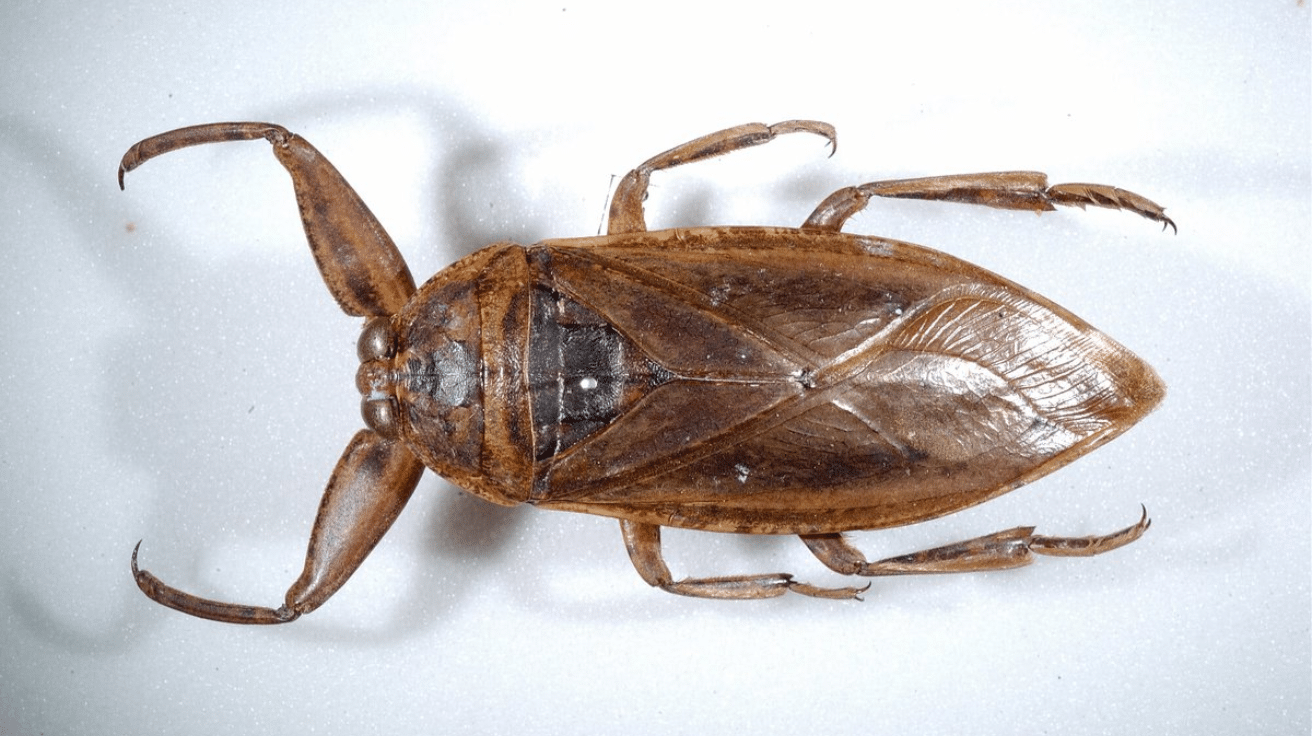 Giant_Water_Bug