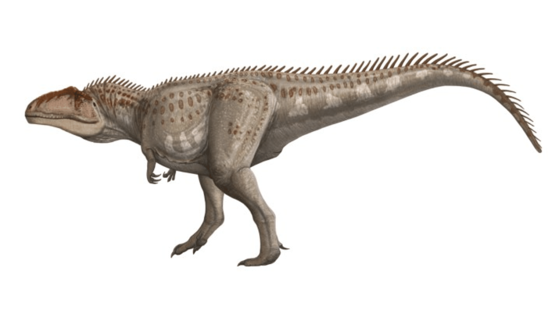 Giganotosaurus_Carolinii