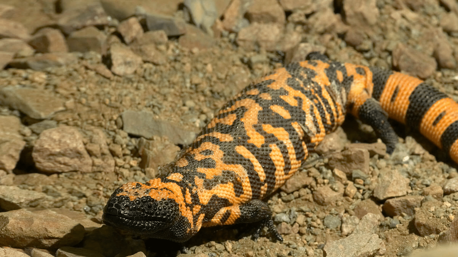 Gila_Monster